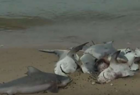 Dozens of dead sharks wash up on Alabama Beach